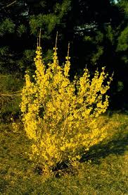 FORSYTHIA SHOW OFF #5 PW STG25