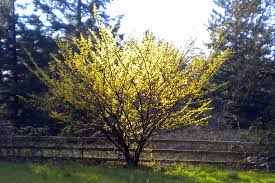 HAMAM VIR WITCHHAZEL #5