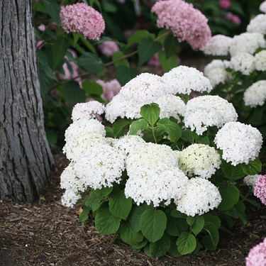 HYDRA ARB INVINC WEE WHITE #2 PW