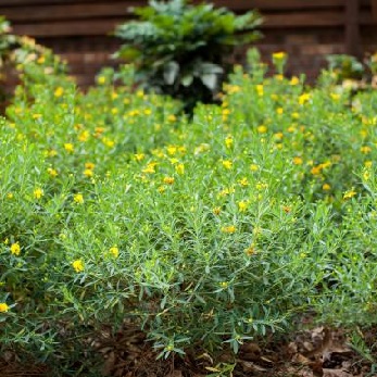 HYPERICUM COBALT-N-GOLD #2 FE