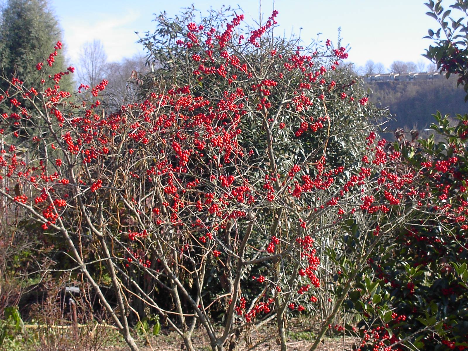 ILEX VER JIM DANDY WINTERBERR #5