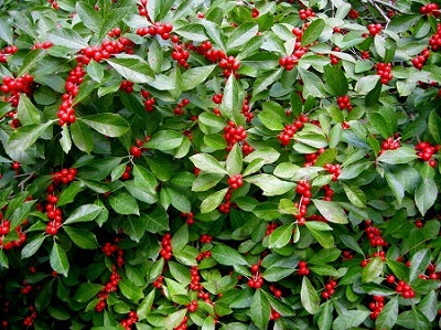 ILEX VER RED SPRITE WINTERBER #5