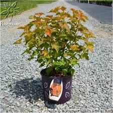 PHYSO OPU AMBER JUBILEE #2 FE