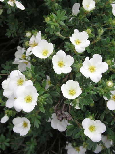 POTEN FRU MCKAY'S WHITE #2