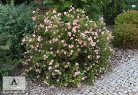 POTEN FRU PINK BEAUTY #2