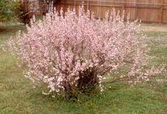 PRUNUS GLA PINK ALMOND #5