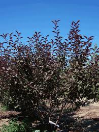 PRUNUS CIS PURPLELEAF SANDCHE #5