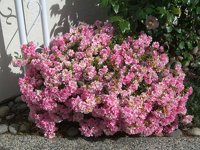 RHODO CANDY LIGHTS AZALEA #2