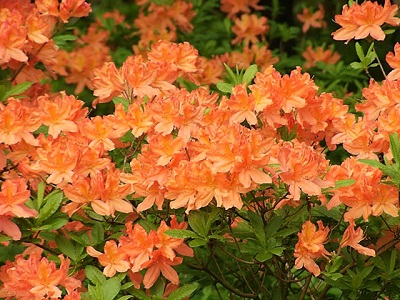 RHODO MANDARIN LIGHTS AZALEA #2