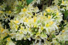 RHODO NORTHER HI-LIGHTS AZALEA#2