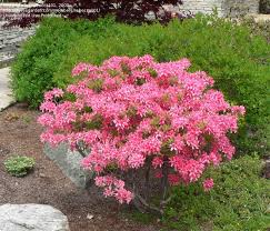 RHODO ROSY LIGHTS AZALEA #2