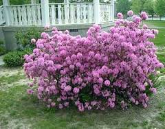 RHODODENDRON AGLO #2