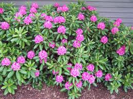 RHODODENDRON HAAGA #5
