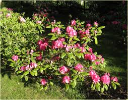 RHODODENDRON HELLIKKI #2