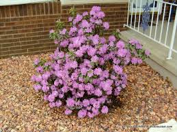 RHODODENDRON PJM #2