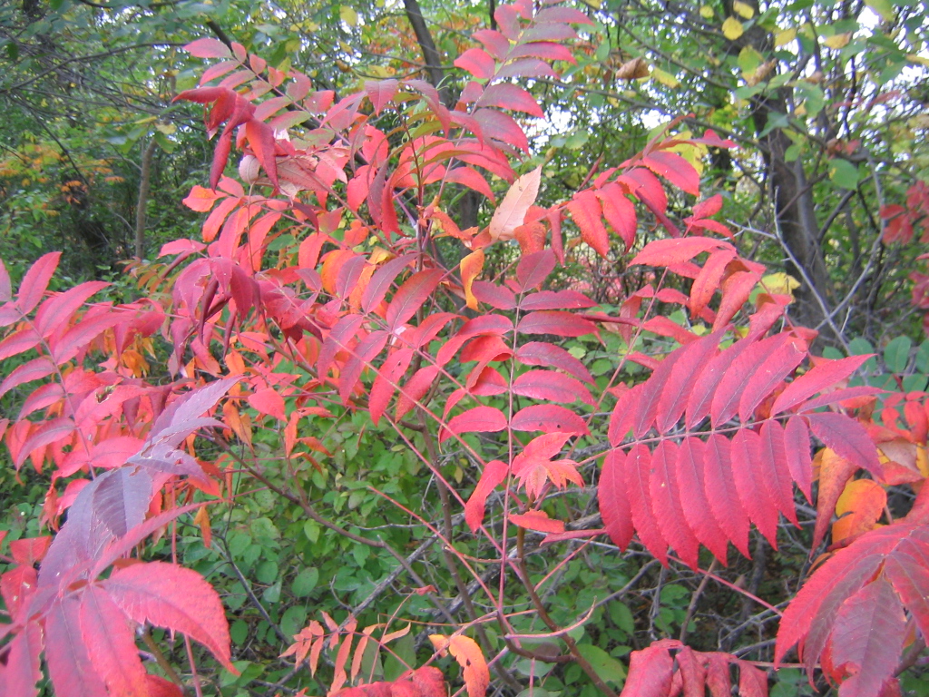 RHUS GLABRA SMOOTH SUMAC #2