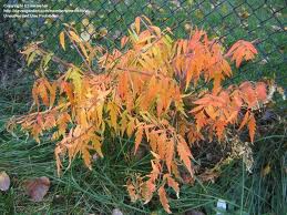 RHUS TYP CUTLEAF STAGHN SUMAC #5