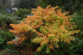 RHUS TYP TIGER EYE SUMAC #2 FE