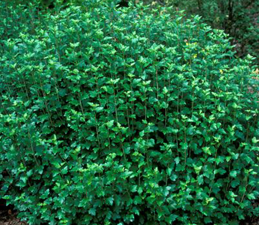 RIBES ALPIN ALPINE CURRANT #2