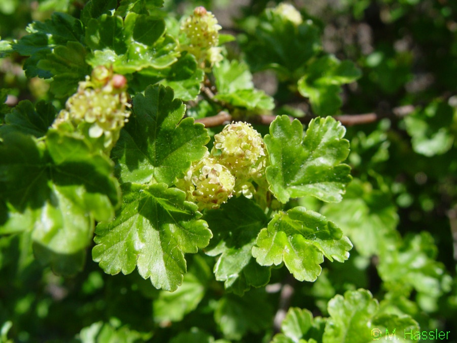 RIBES ALP GREEN MOUND #2