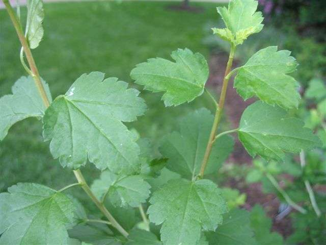 RIBES ALP GREEN MOUND #5