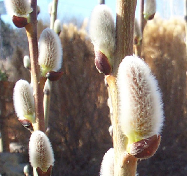 SALIX CAN ICEBERG ALLEY #2 FE