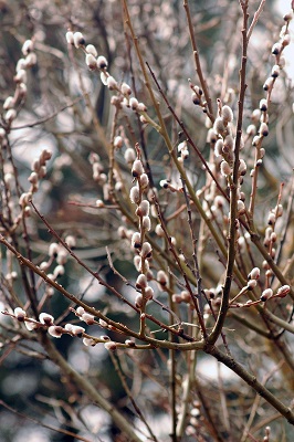 SALIX DIS NATIVE PUSSY WILLOW #3