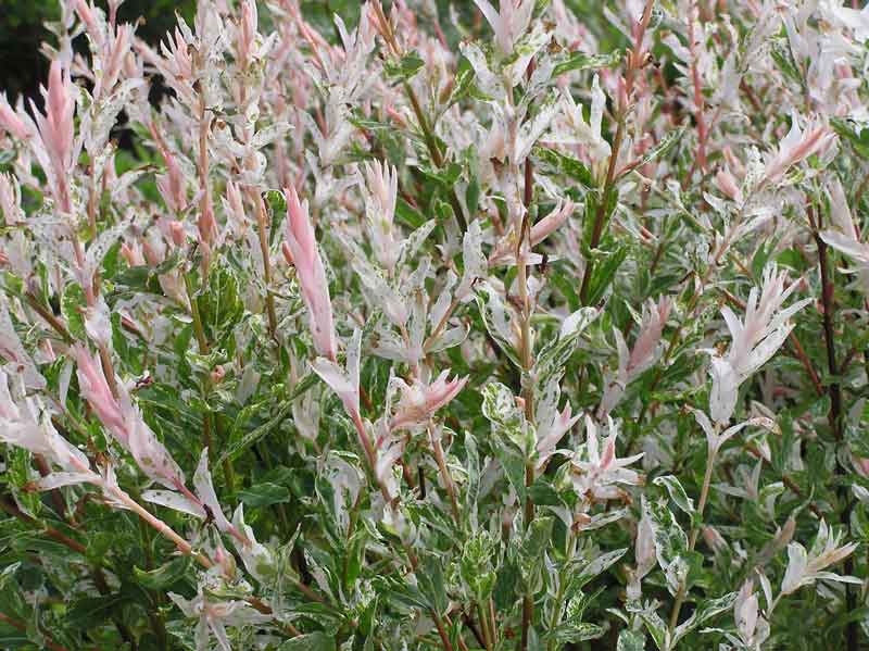 SALIX INT NISHIKI WILLOW #2