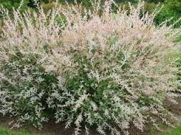 SALIX INT NISHIKI WILLOW #5