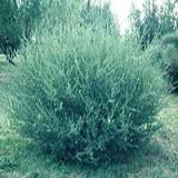 SALIX PUR DWF BLUE ARCTIC #2