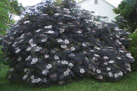SAMBU NIG BLACK LACE #3 PW