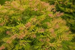 SORBA SEMS ASH LEAF SPIREA #2