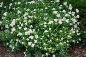 SPIREA ALB JAPANESE WHITE #5