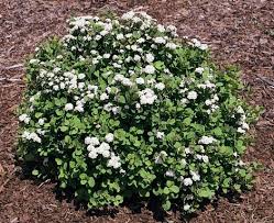SPIREA BET TOR BIRCHLEAF #2
