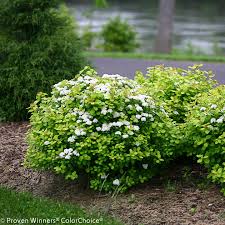 SPIREA BET GLOW GIRL #2 PW