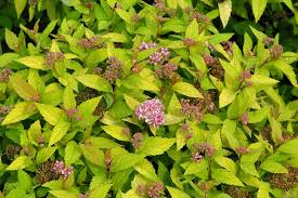 SPIREA DAKOTA GOLDCHARM #2