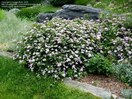SPIREA JAP DAPHNE #2