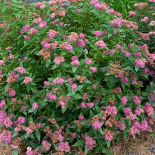 SPIREA JA DBLPLAY BLUE KAZOO#2PW