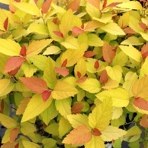 SPIREA JAP DBLPLAY CANDYCORN#2PW