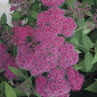 SPIREA JAP DBLPLAY RED #2 PW