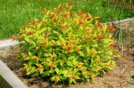 SPIREA JAP GOLDMOUND #5