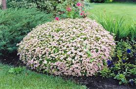 SPIREA JAP LITTLE PRINCESS #5
