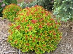SPIREA JAP MAGIC CARPET #2