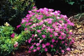 SPIREA JAP NEON FLASH #2