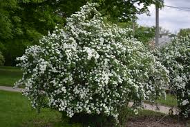 SPIREA NIP SNOWMOUND #2