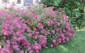 SPIREA BUM ANTHONY WATER #5