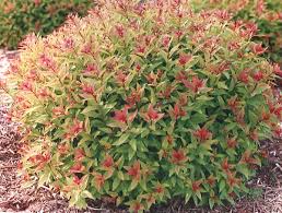 SPIREA BUM GOLDFLAME #2
