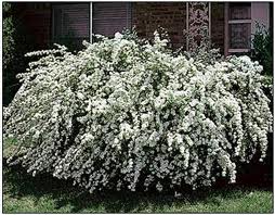 SPIREA X VAN RENAISSANCE #5