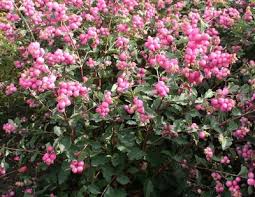 SYMPHO ORB RED SNOWBERRY #2