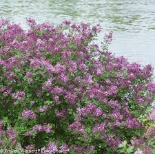 SYRINGA BLOOMERANG DK PURPLE#5PW